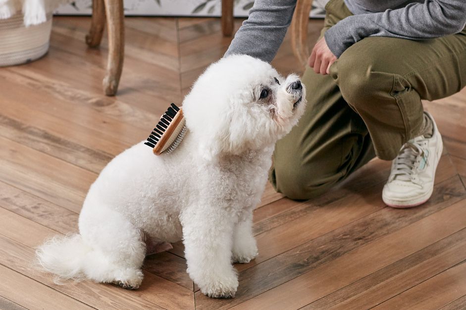正在刷一只比熊犬