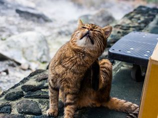 猫坐在户外的特写