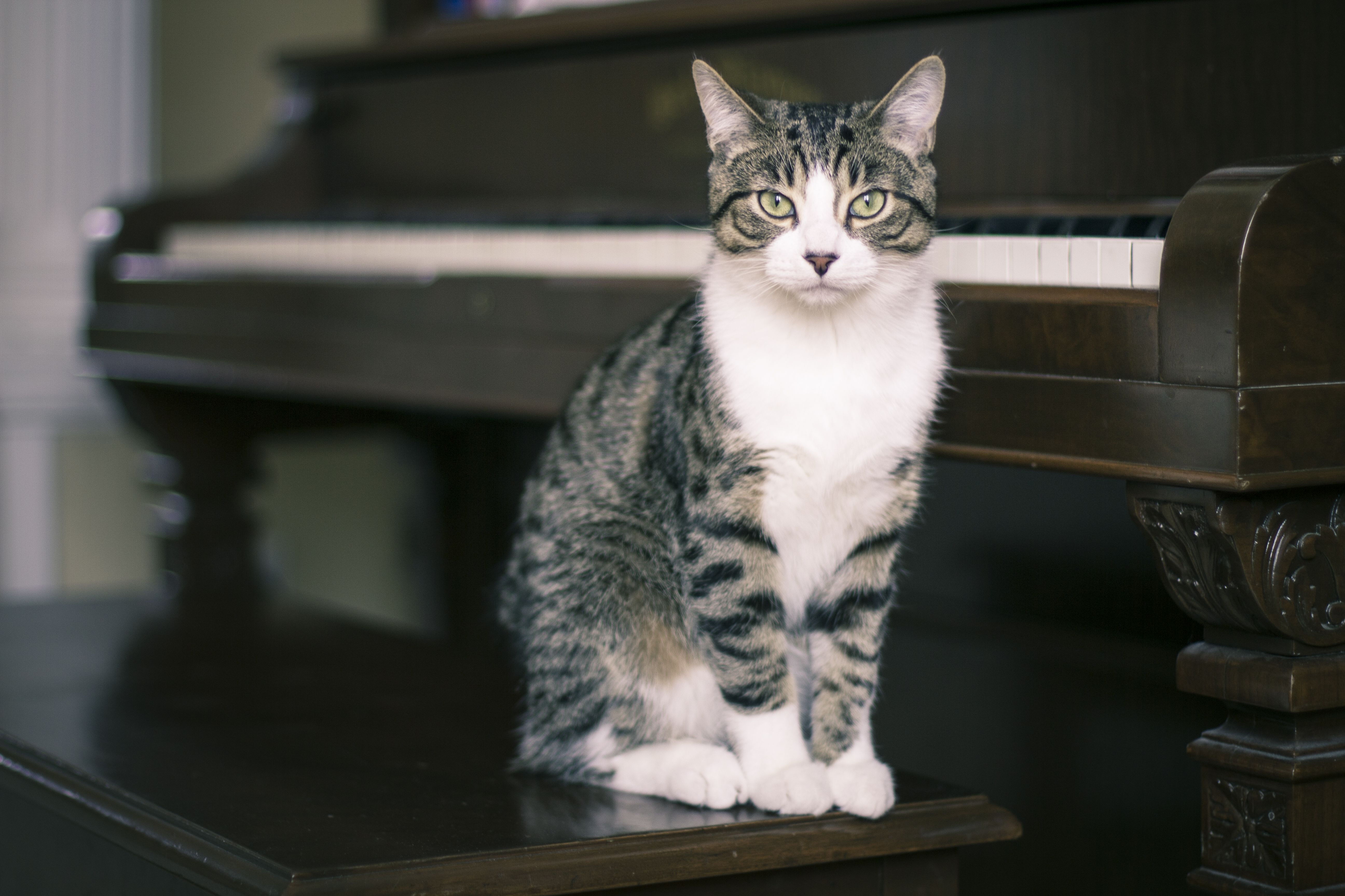 花斑猫坐在钢琴旁边