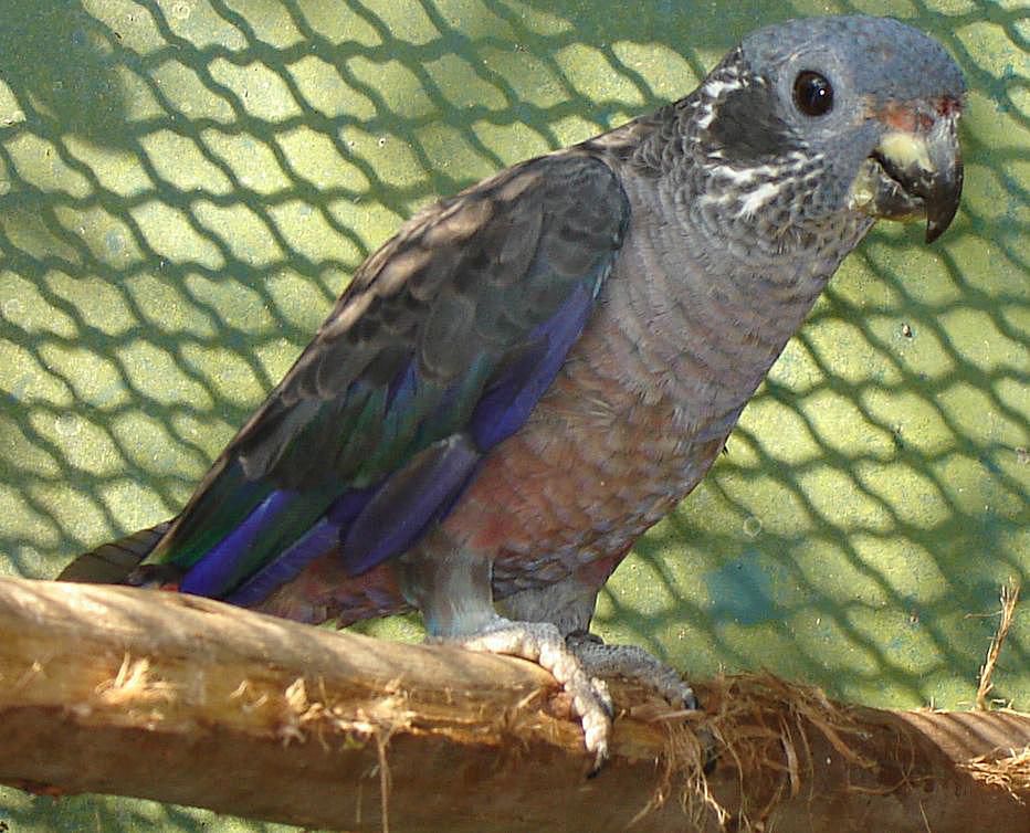 Pionus Fuscus