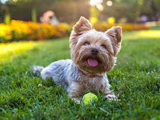 一只坐在草地上的约克郡犬