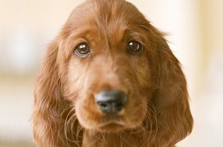爱尔兰塞特犬，特写