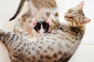 猫妈妈正在给小猫喂奶