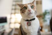 白色，棕褐色和灰色的猫，绿色的眼睛和项圈，名叫米娅