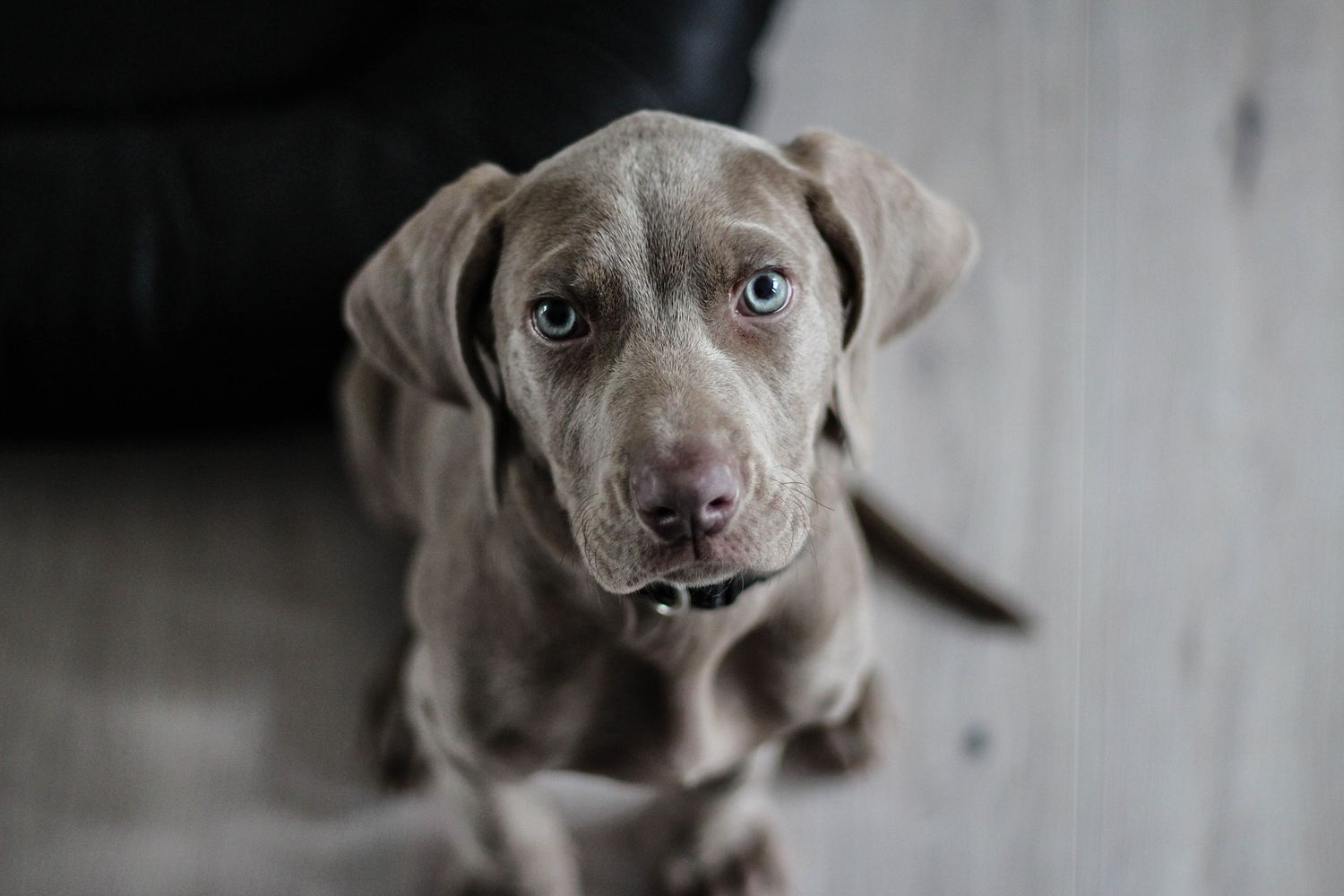一只威玛犬抬头看着镜头。