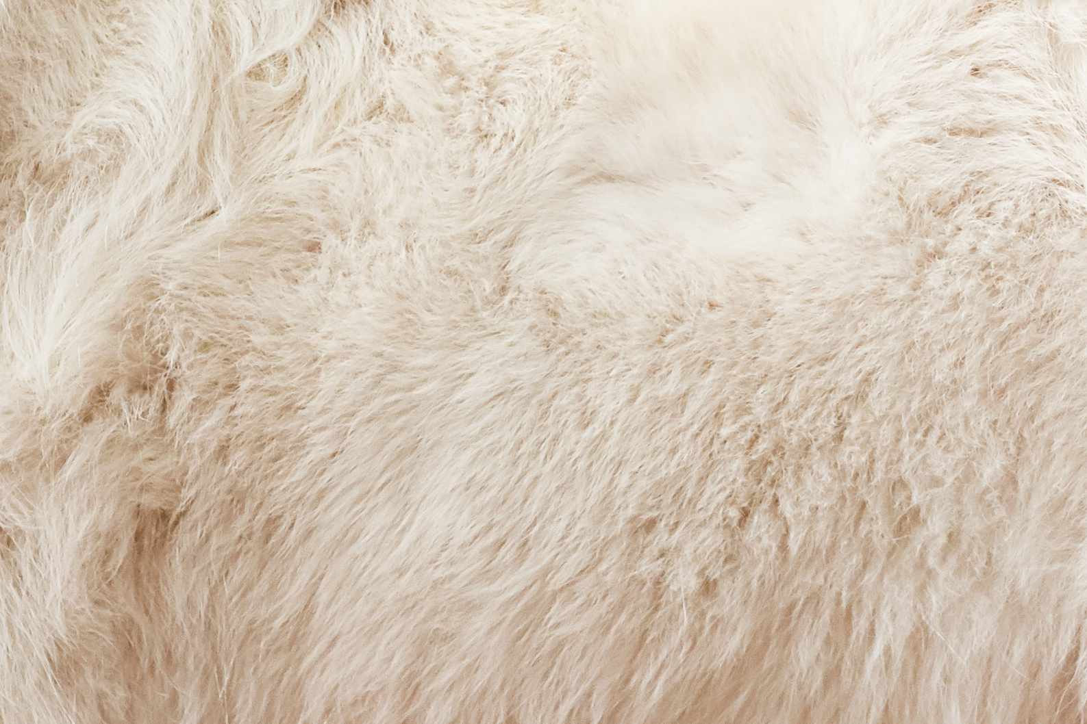 萨摩耶犬皮毛的特写