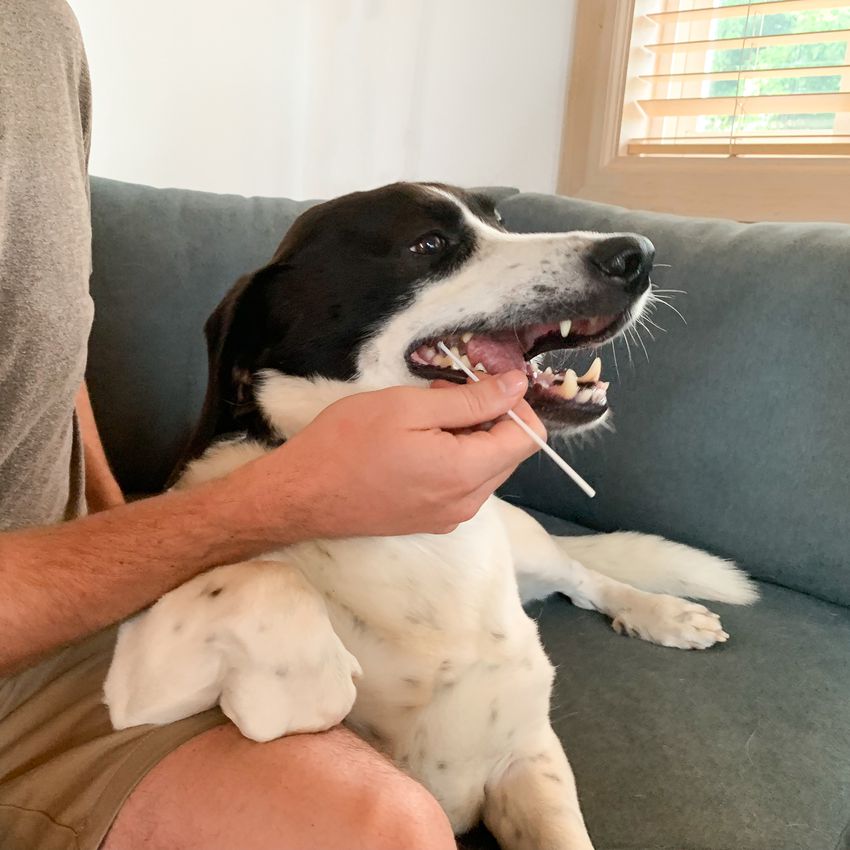 DNAffirm犬种DNA测试