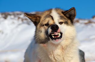 狗露出牙齿咆哮着