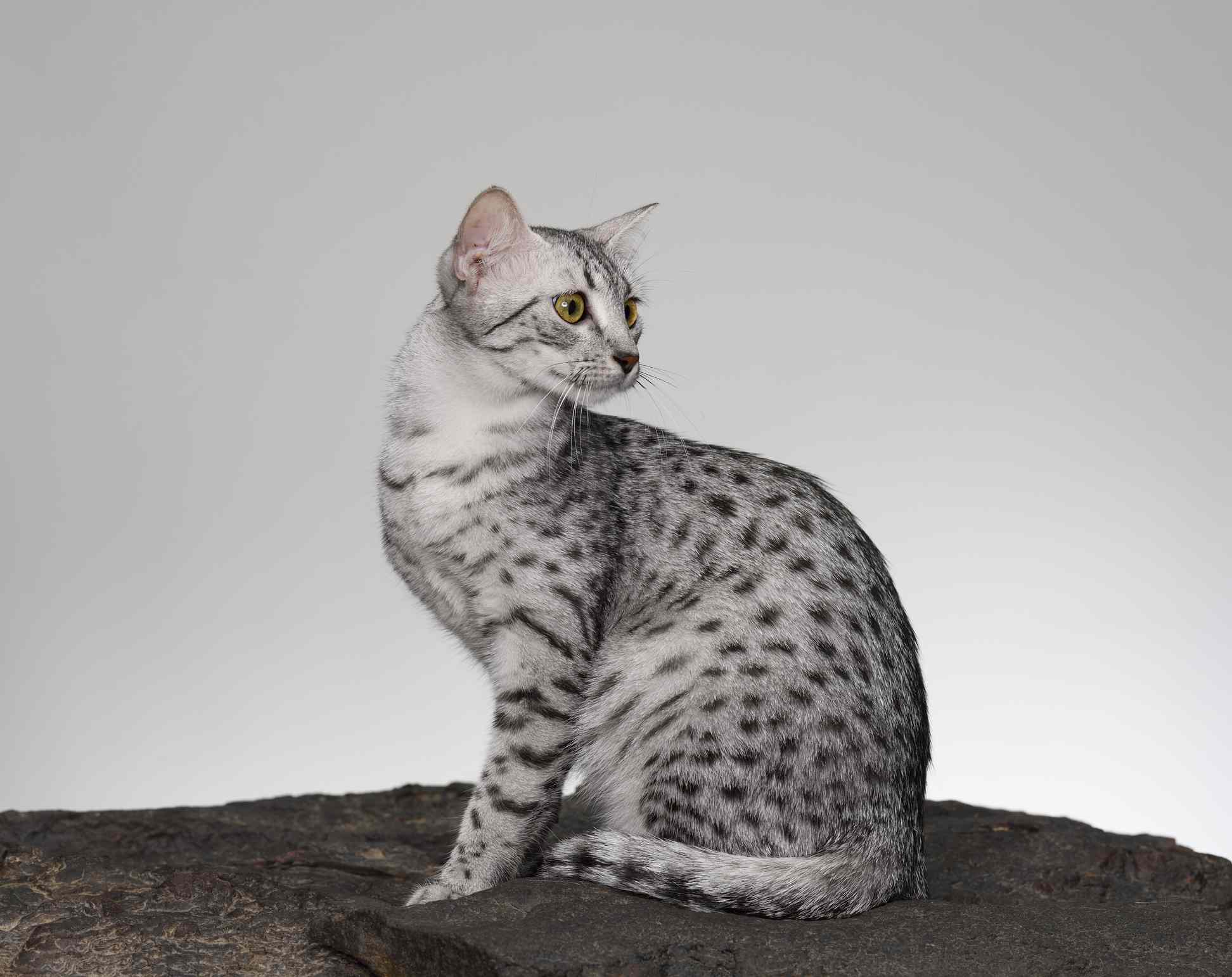一只带斑点的埃及毛猫坐起来，但向后看。