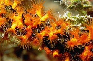 Colonial Zoanthids (Caribbean)