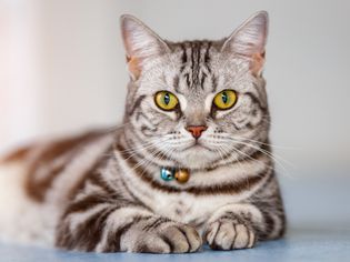 灰色条纹的美国短毛猫，躺下看着镜头。