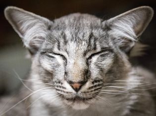 东方长毛猫
