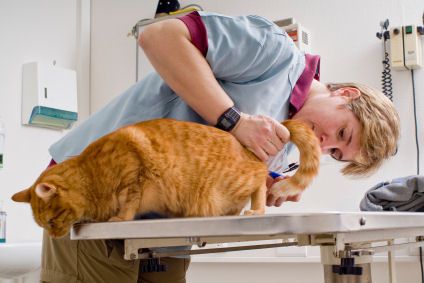兽医检查橙色斑猫