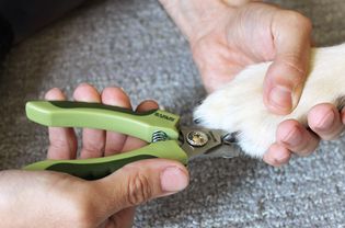 Safari专业指甲修剪器