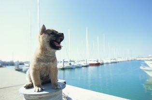 Puppy on a pier