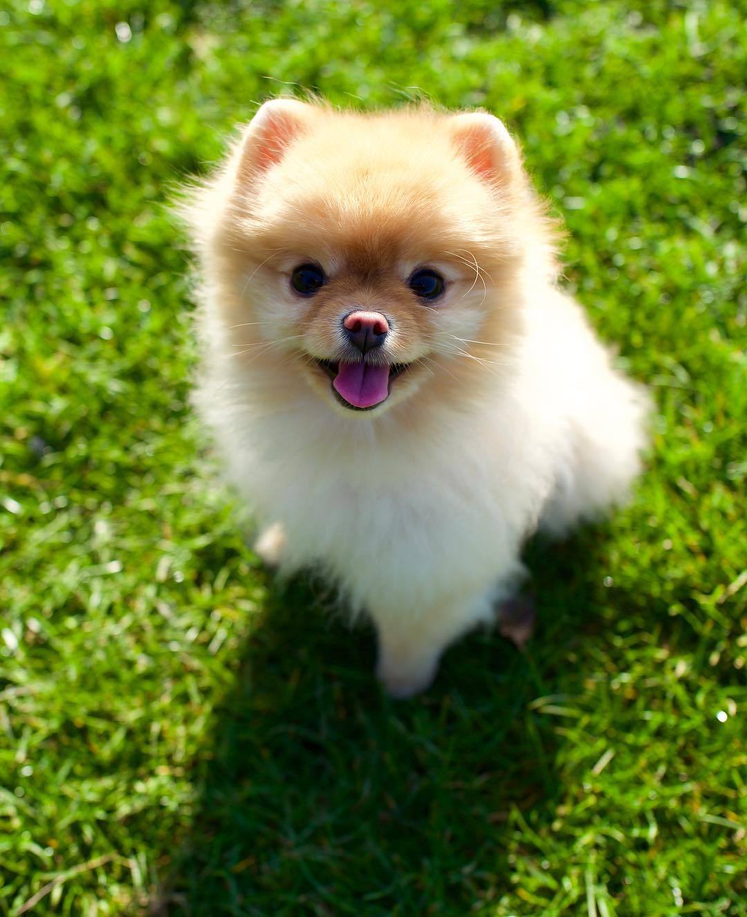 一只坐在草地上微笑的茶杯博美犬