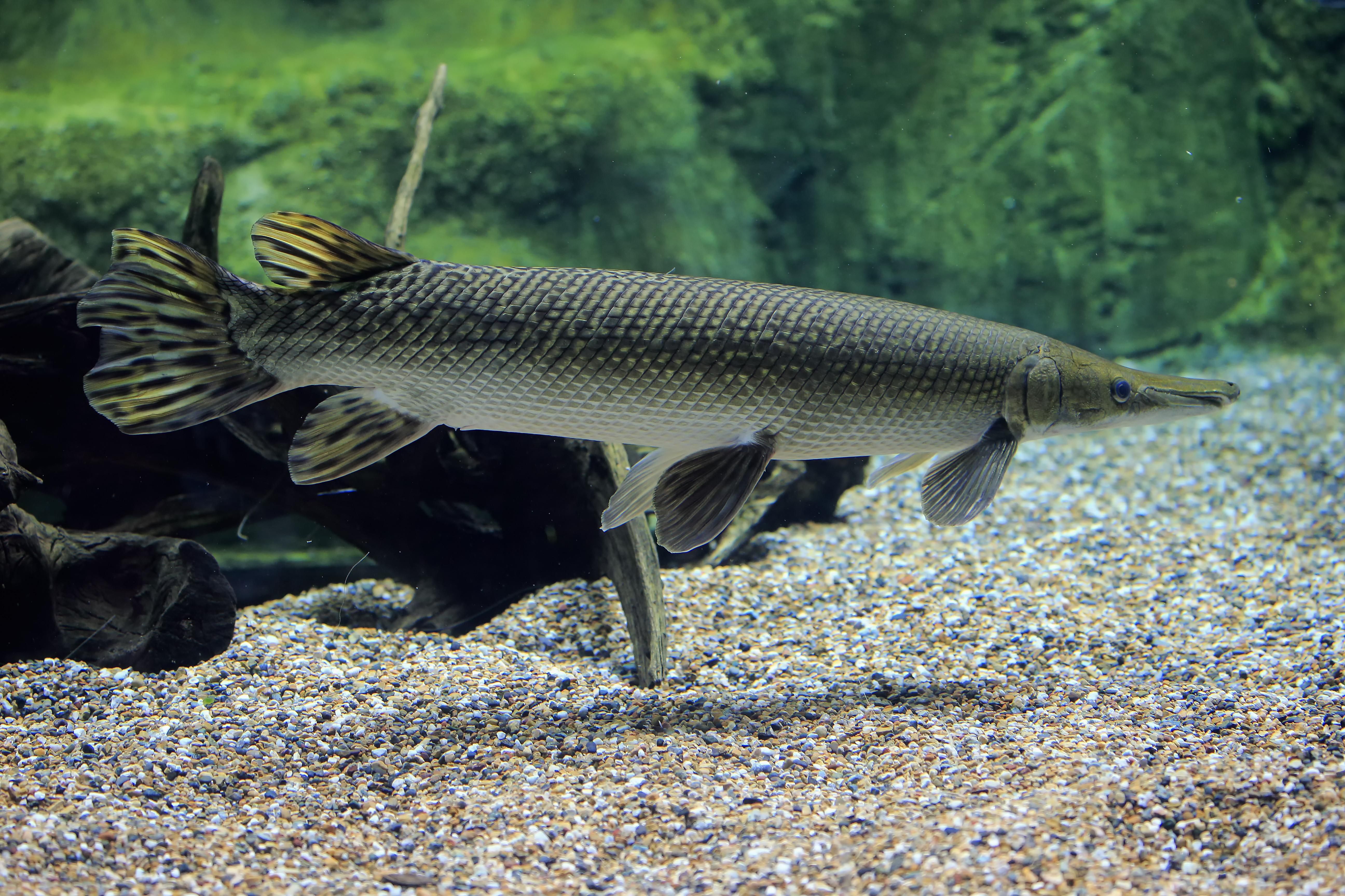 短吻鳄雀鳝(Atractosteus spatula)，成年，游泳，圈养，北美洲