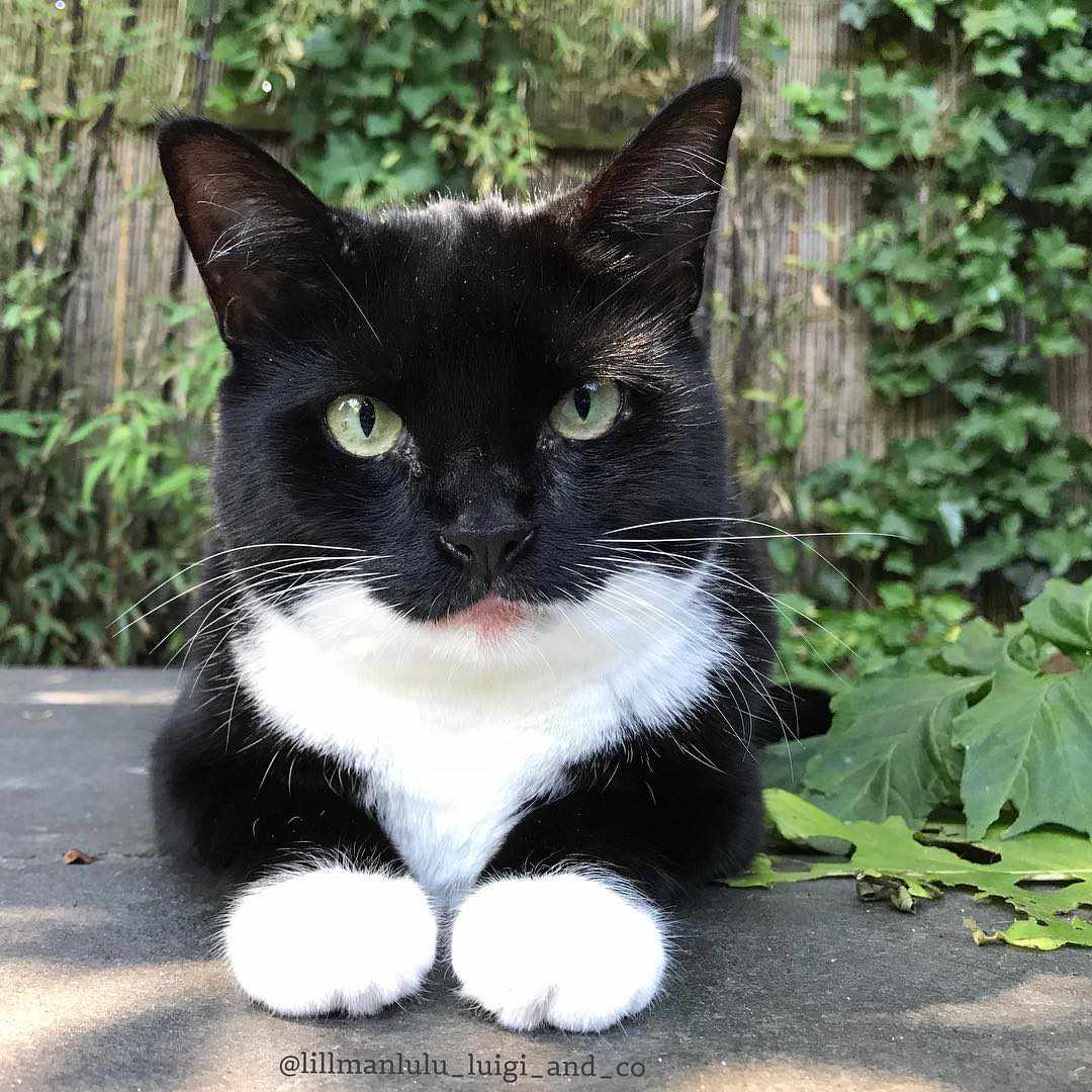 一只穿燕尾服的猫看着镜头的特写