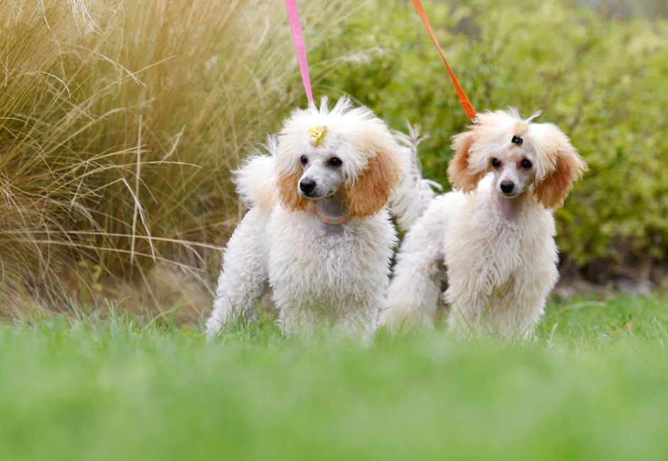 卷毛的白色和褐色的贵宾犬站在五颜六色的滤水器上