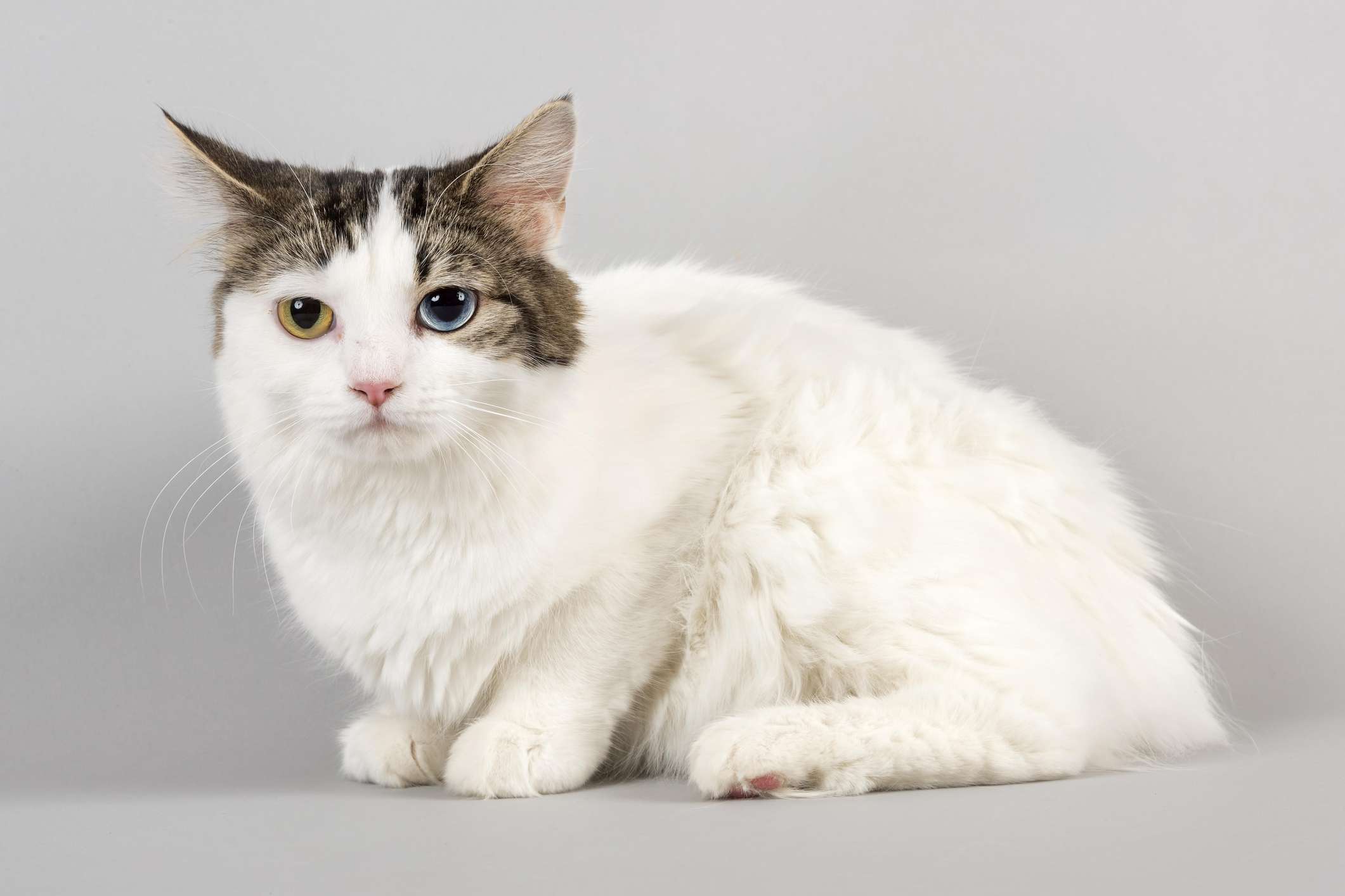 Cymric猫(长毛马岛猫)