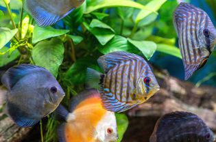水族馆里有蓝色、橙色和蓝色条纹的鱼在水下的树叶前游泳