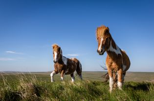 在Roos Tor的一对达特穆尔小马(Equus ferus caballus)。