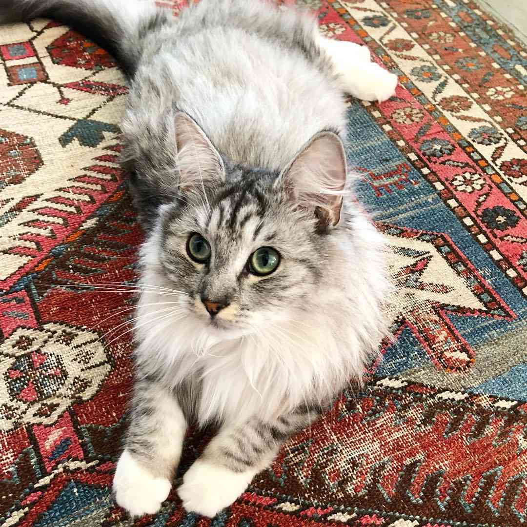 一只绿眼睛躺在波斯地毯上的挪威森林猫