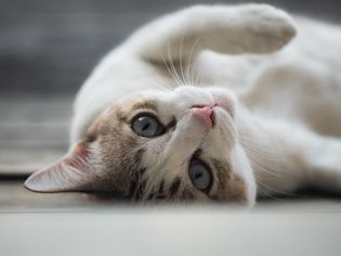 猫躺在背上的肖像