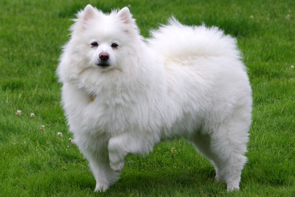 一只美国爱斯基摩犬的侧面画像