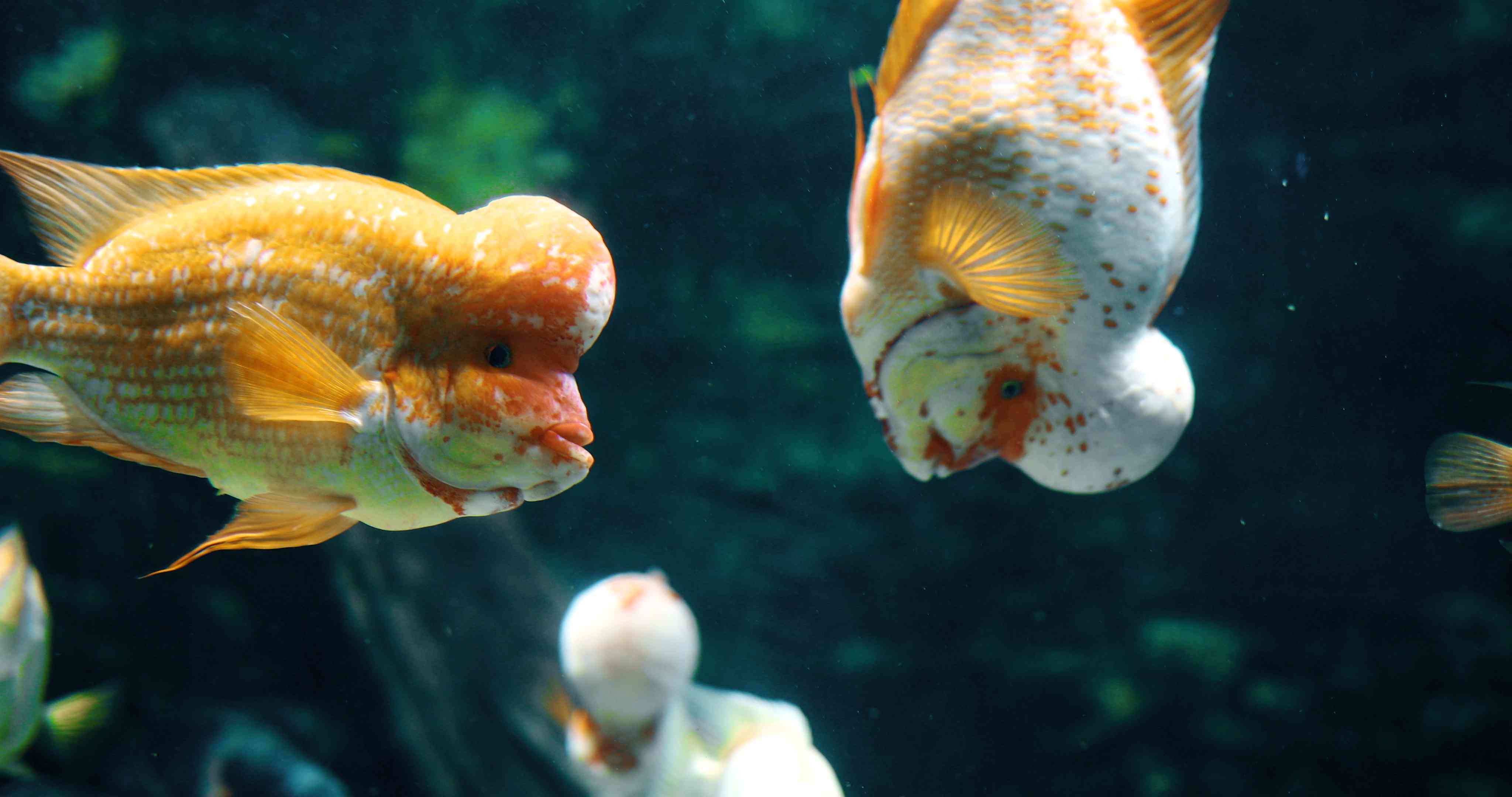 海斯曼·巴斯特