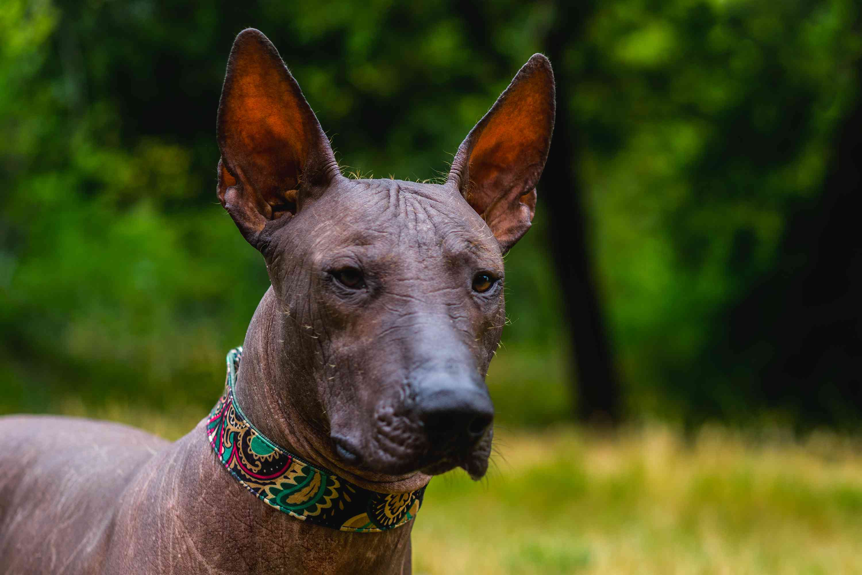 Xoloitzcuintli无毛狗