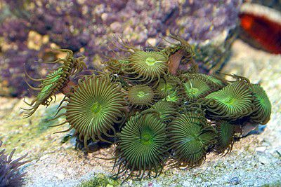 Zoanthids