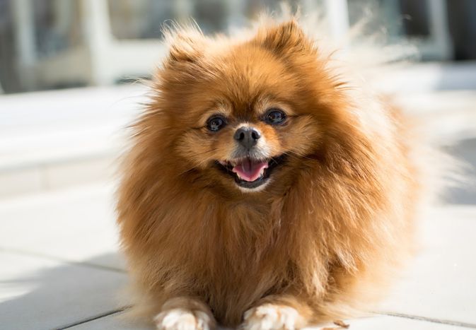 小型波美拉尼亚犬