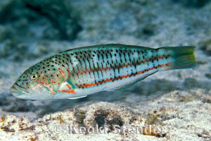 雌性潮濑鱼(Thalassoma purpureum)