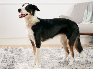 边境牧羊犬站在室内侧面