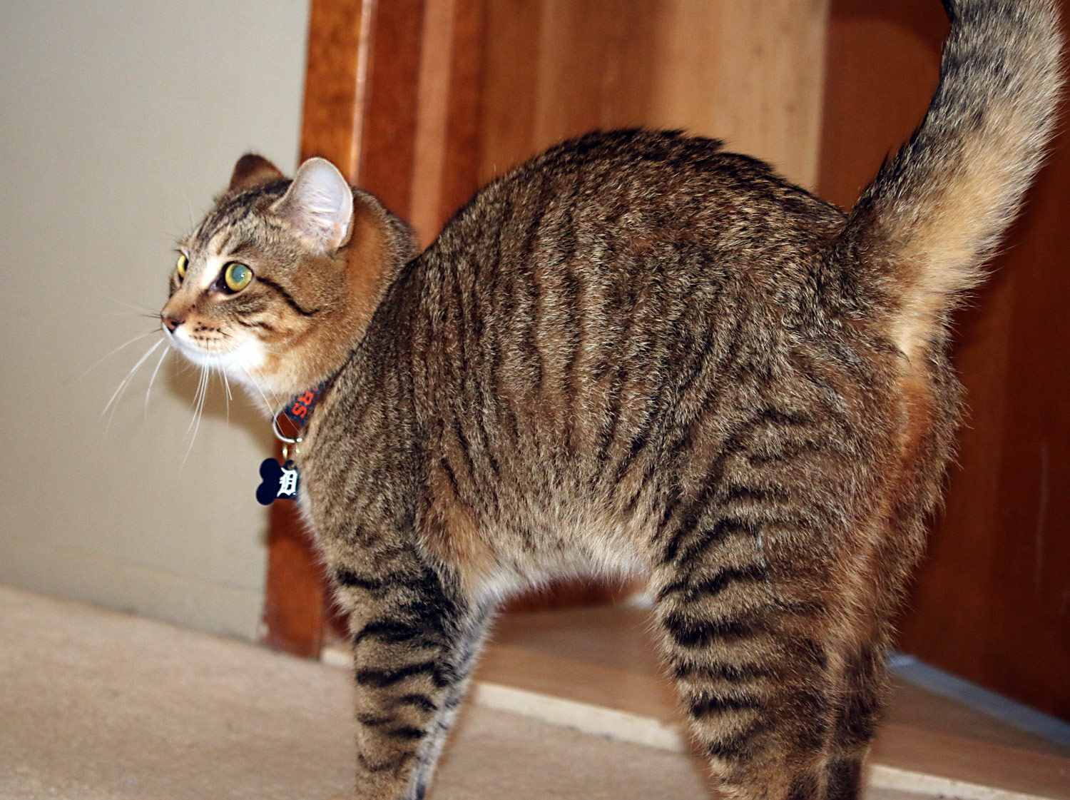 歪耳朵和弓背的猫