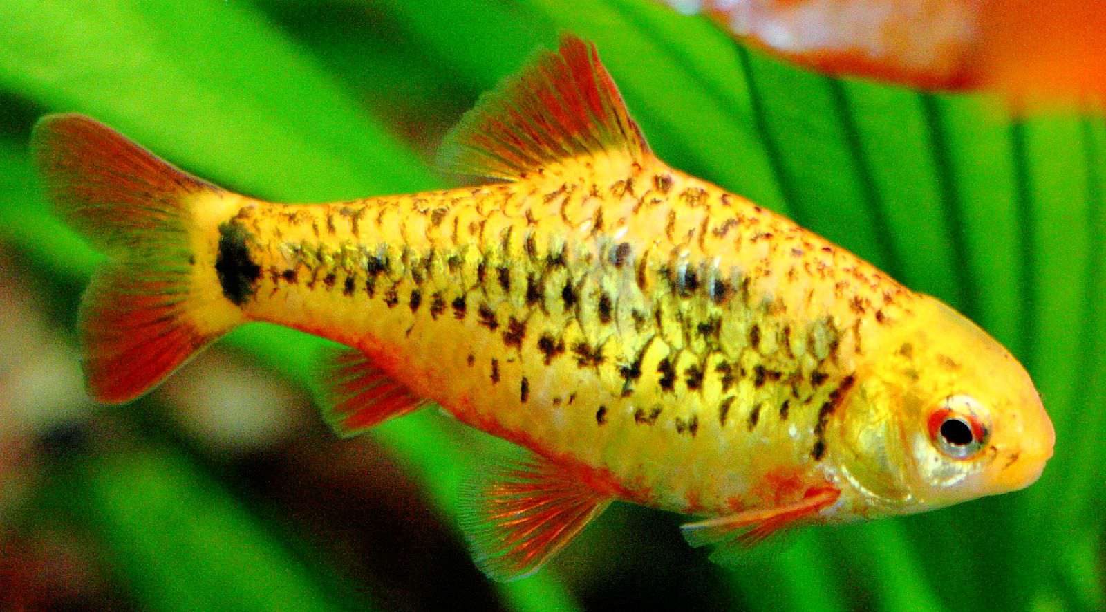 金倒钩-半长鳍Puntius semi ifasciolatus