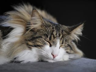 挪威森林猫睡觉的图片