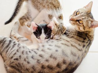 猫妈妈正在照料她的小猫