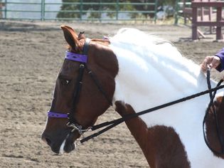 spotted saddle horse