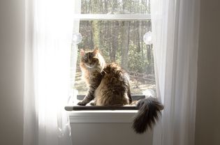 猫咪床原世界上最好的猫栖