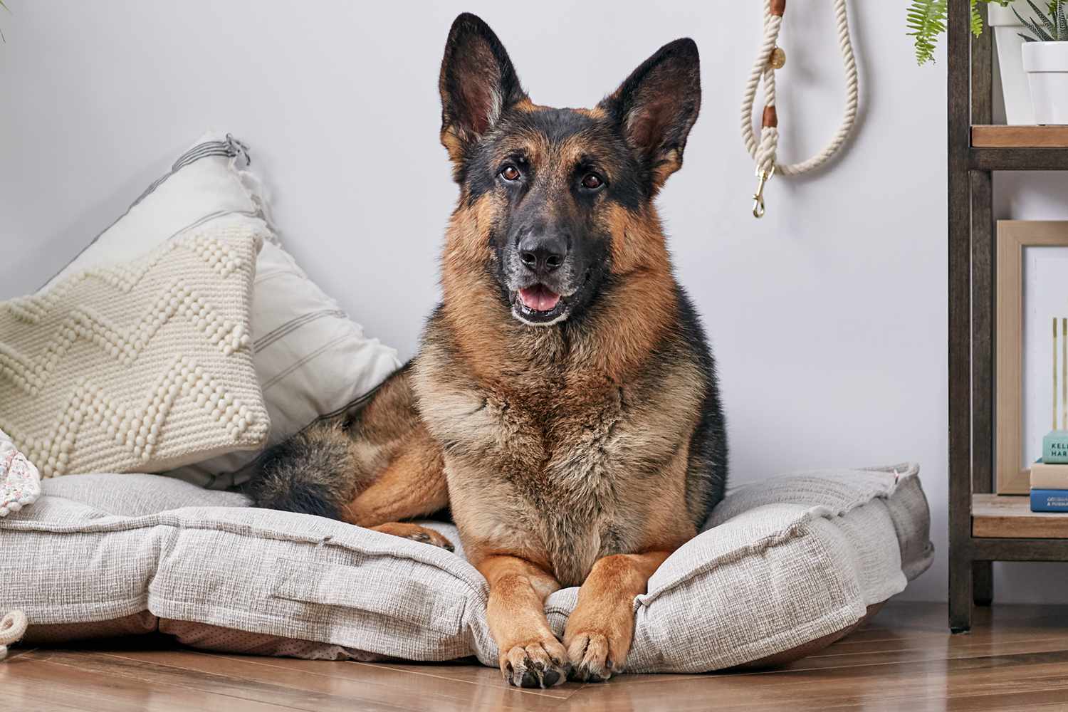 一只德国牧羊犬躺在狗床上