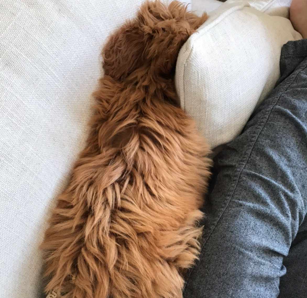 狗狗依偎着主人