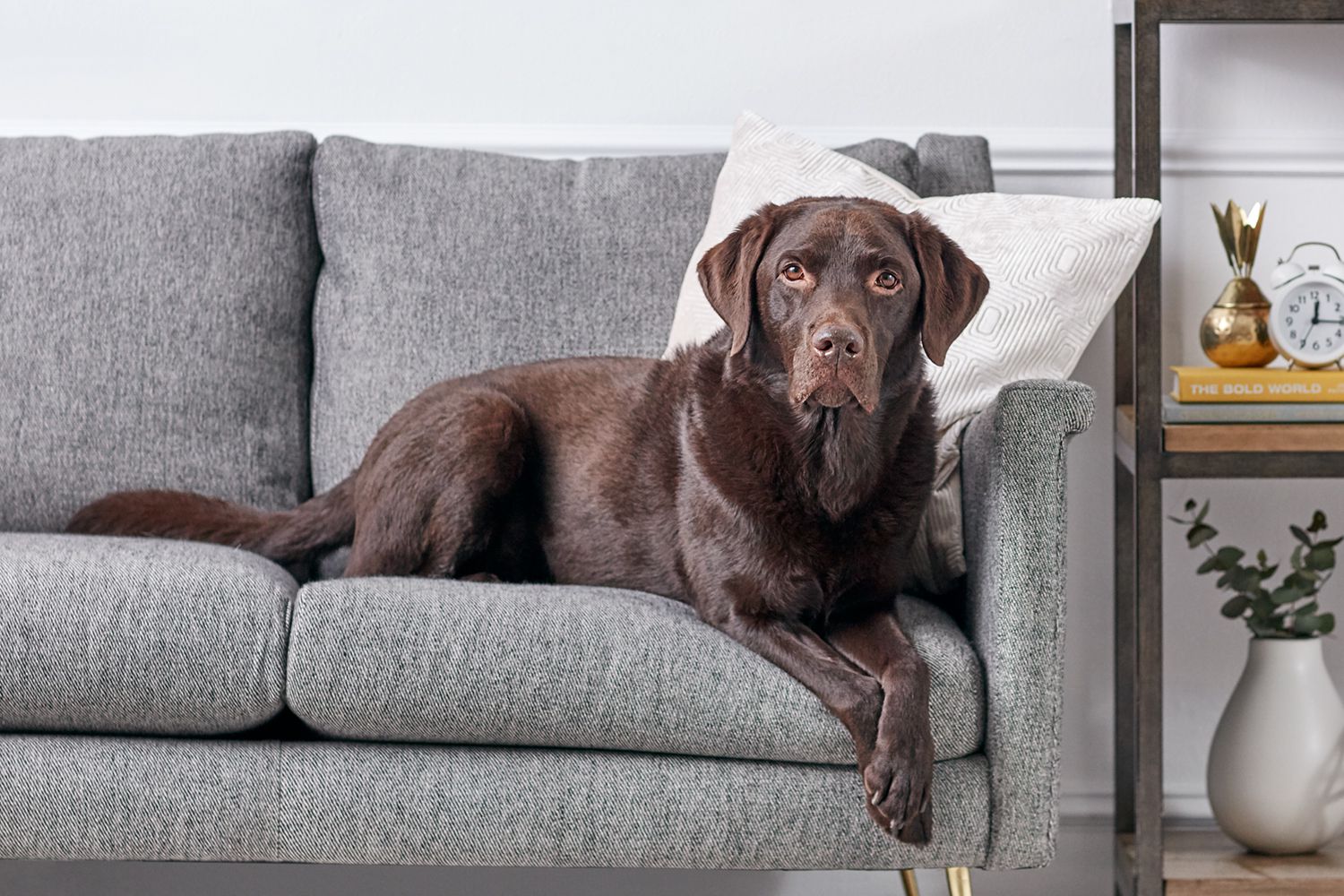 Chocolate Lab on couch