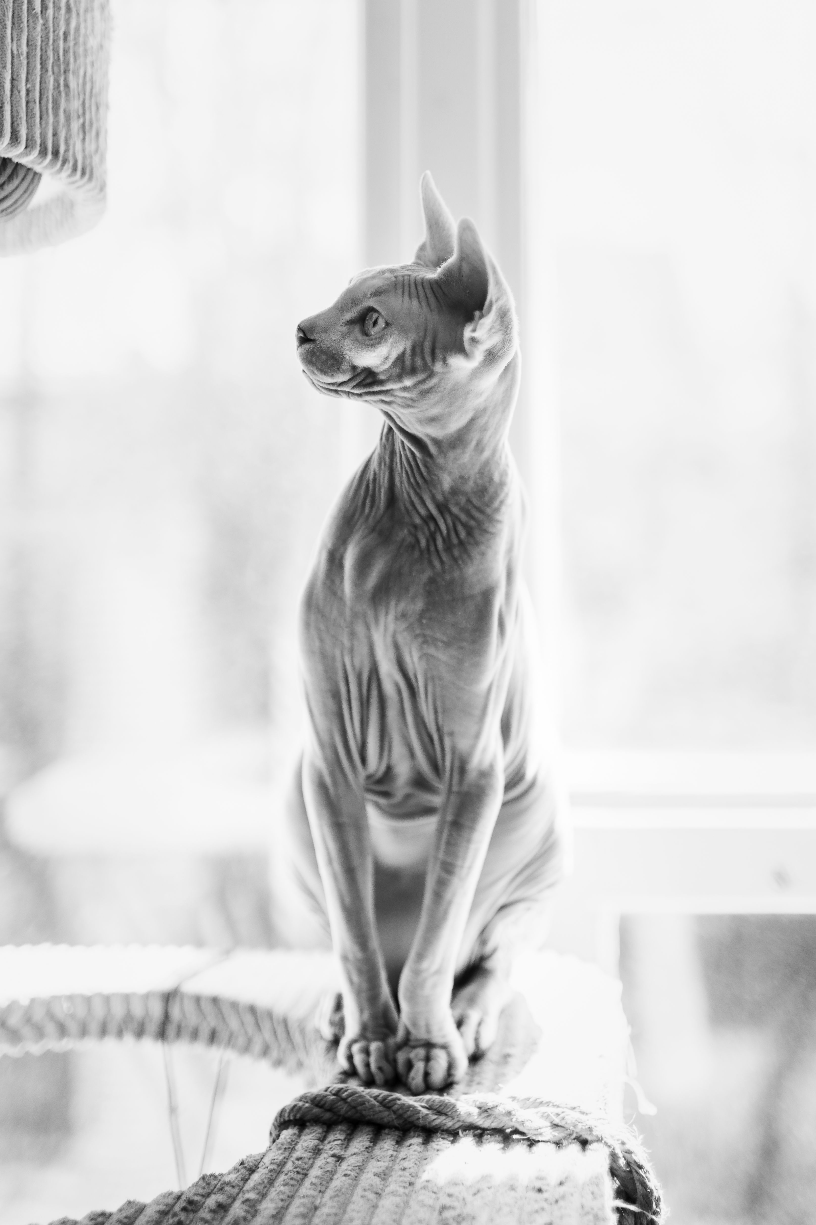 Sphynx猫平衡