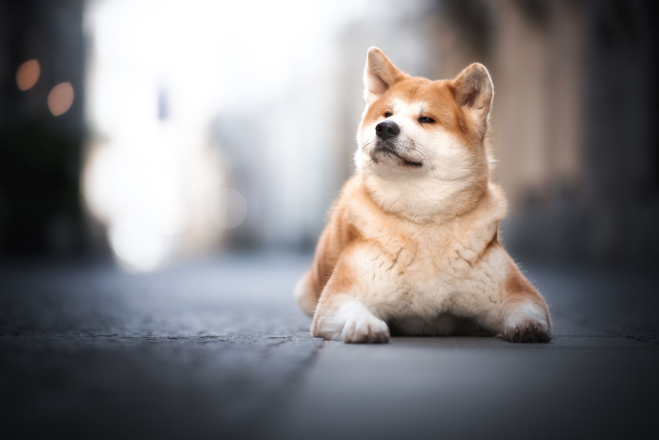乔治家在街上