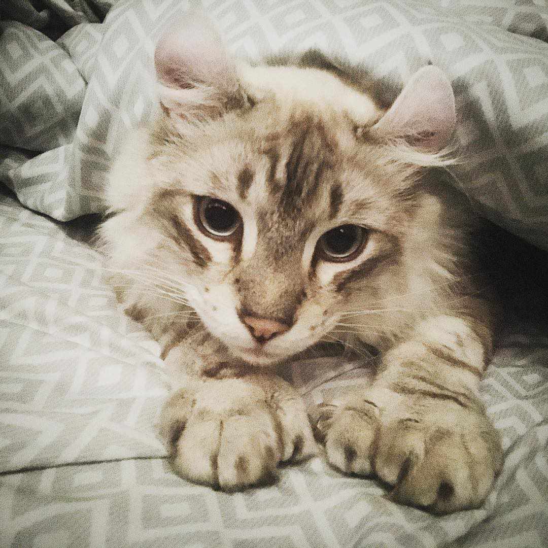 一只藏在床上的白色多趾猫。
