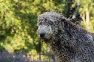 背景是树叶的爱尔兰猎狼犬肖像