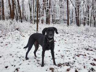 雪地里的狗
