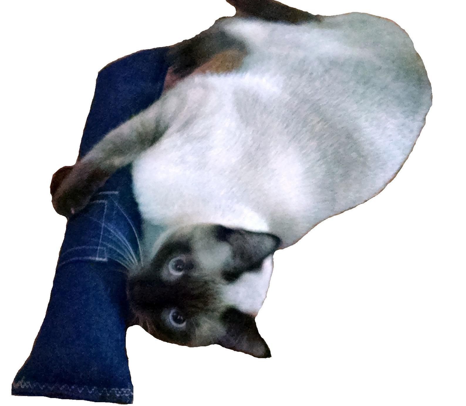卡特勒